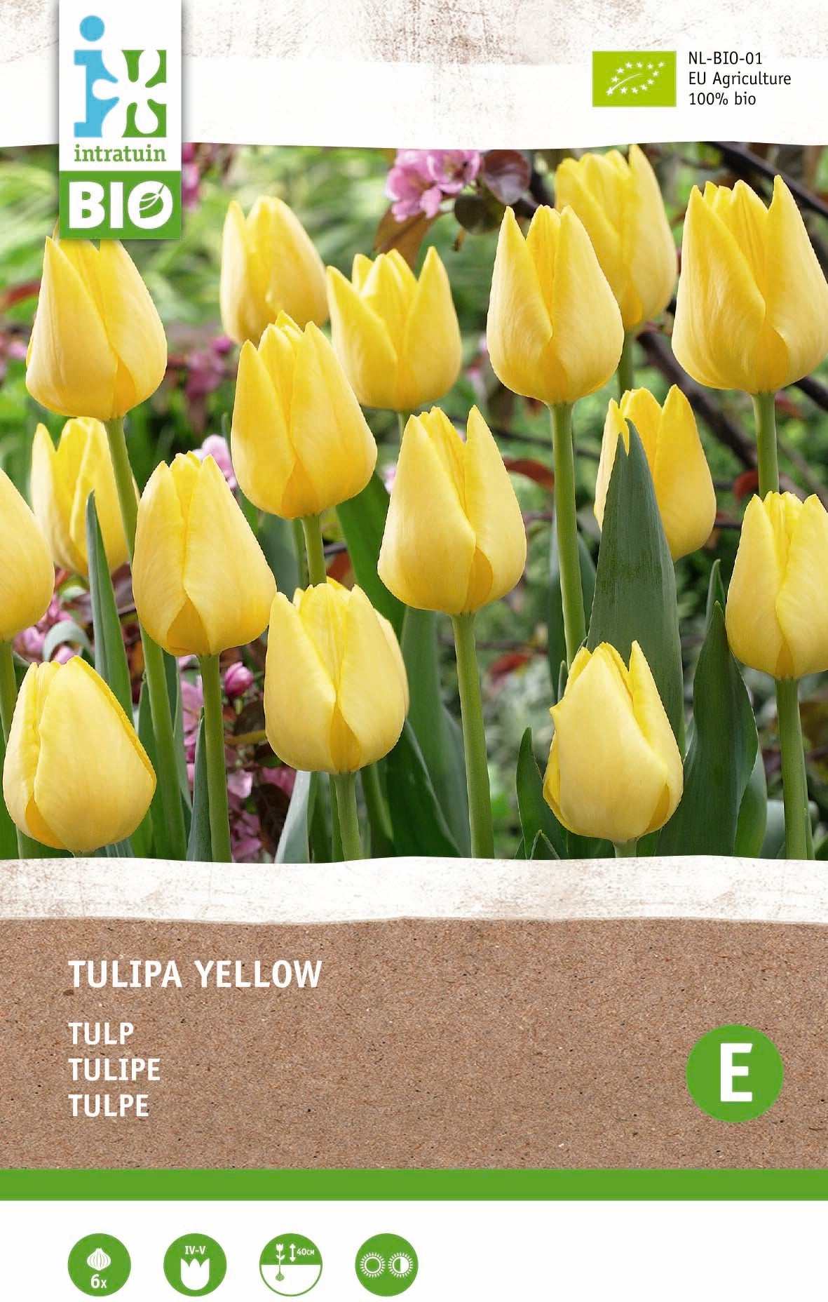 Intratuin biologische Bloembollen Tulp (Tulipa) geel 6 stuks