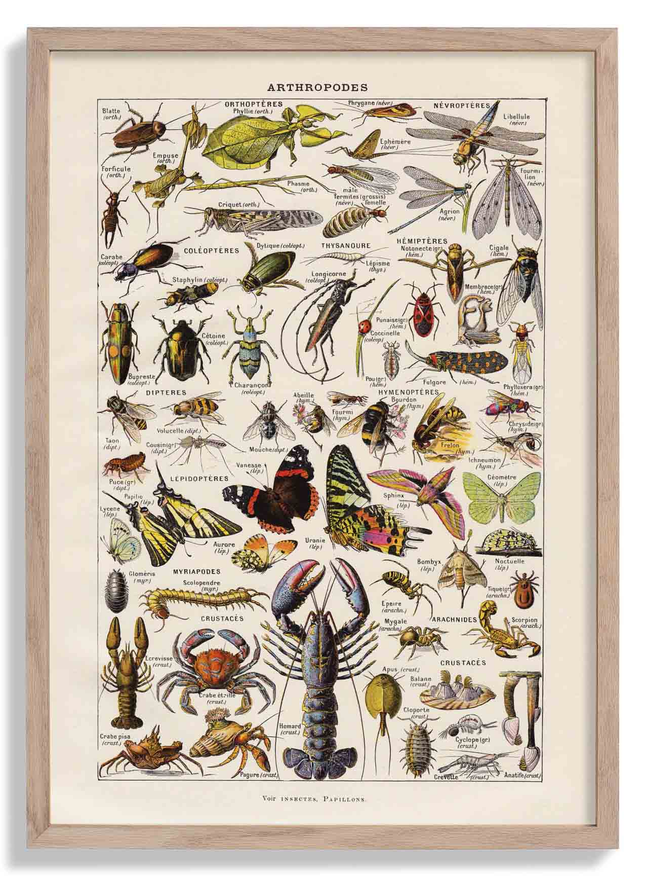 Arthropoden Larousse
