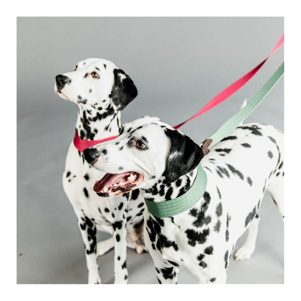 Kentucky JACQUARD - Laisse pour chien pink