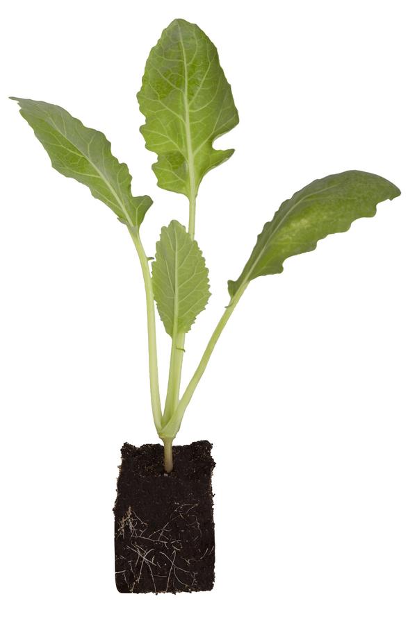 Kohlrabi, weiß, 12er Schale