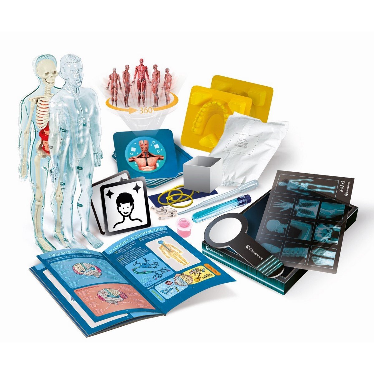Science et jeu : L'Anatomie