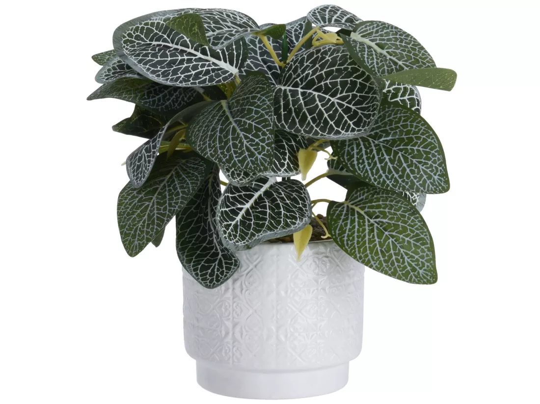 Plante dans le pot en céramique. pot de taille 11x11x10cm. hauteur au total, y compris l'usine: 28cm. poids 330gram. 110x110x280mm, ha