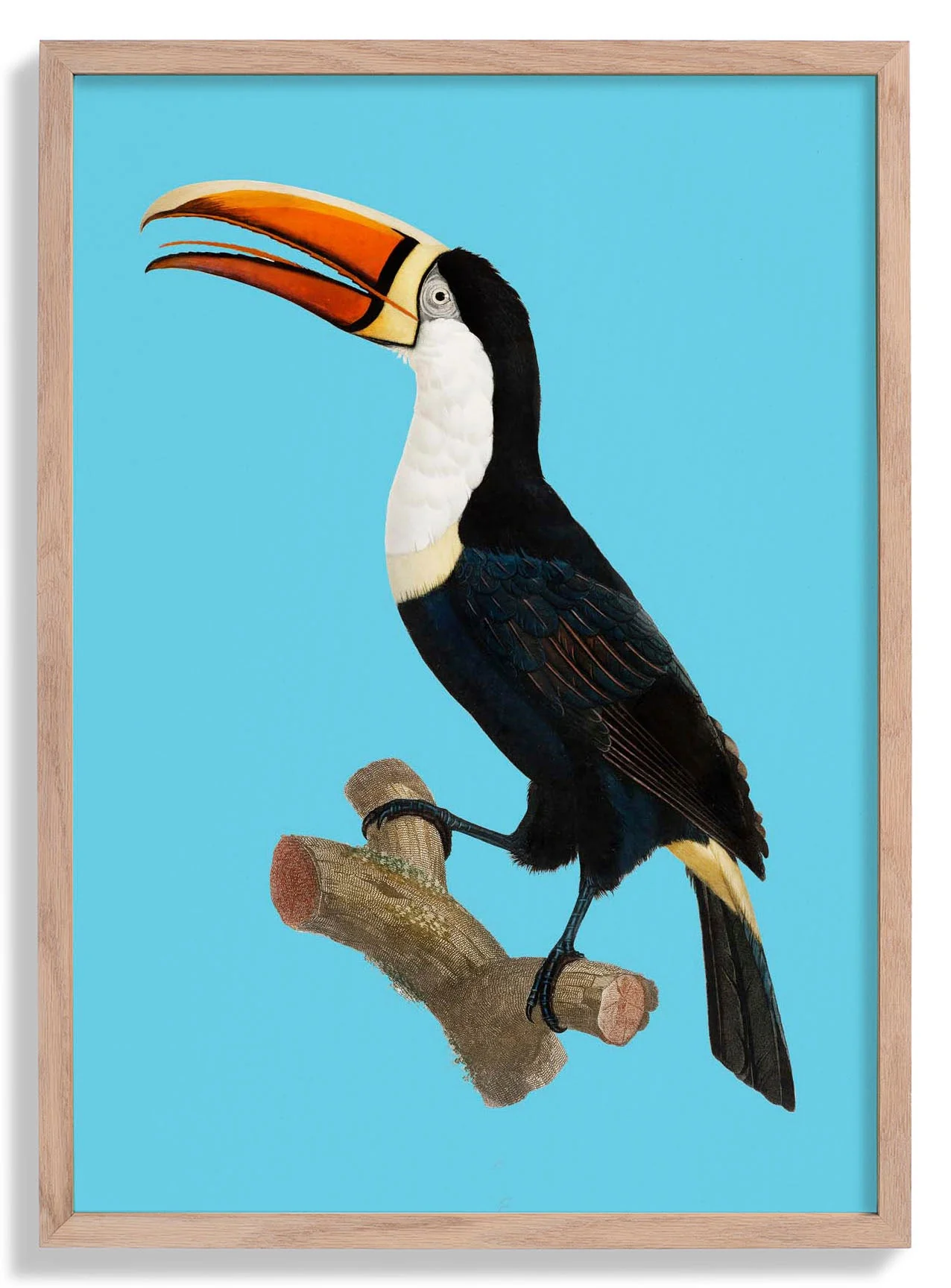Tukan auf blauem Tierdruck