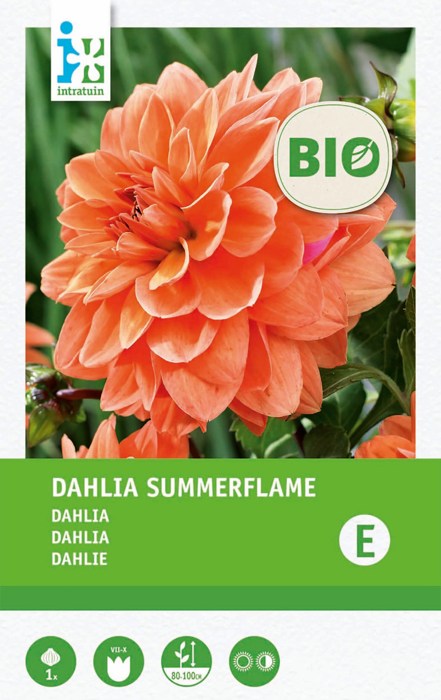 Intratuin biologische Dahlia knol (Dahlia 'Summerflame')