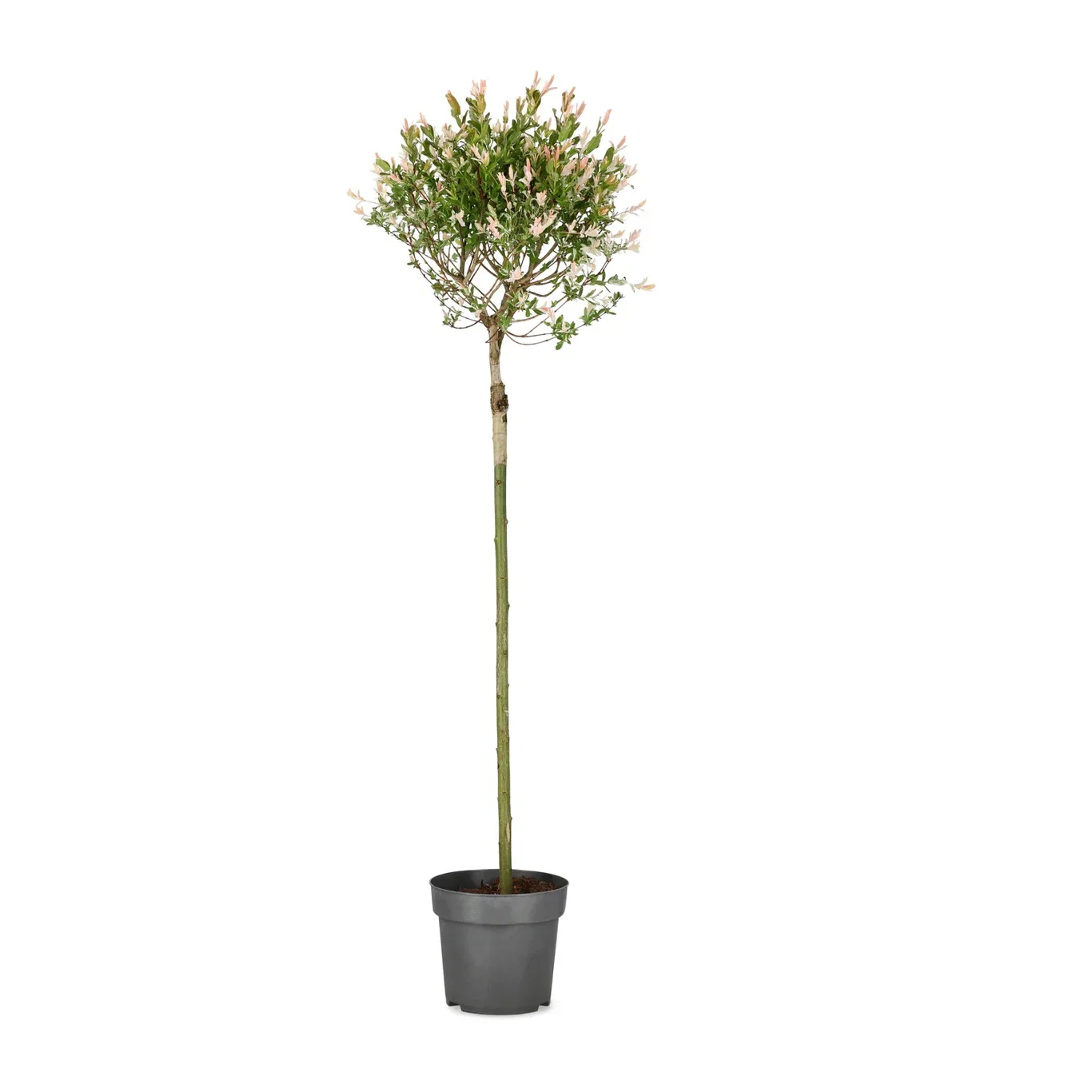 Salix integra 'Hakuro-nishiki' Japanvier 'Hakuro-nishiki' Høyde 100 cm