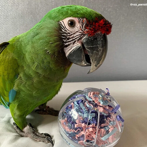 Petlala Buffet Ball