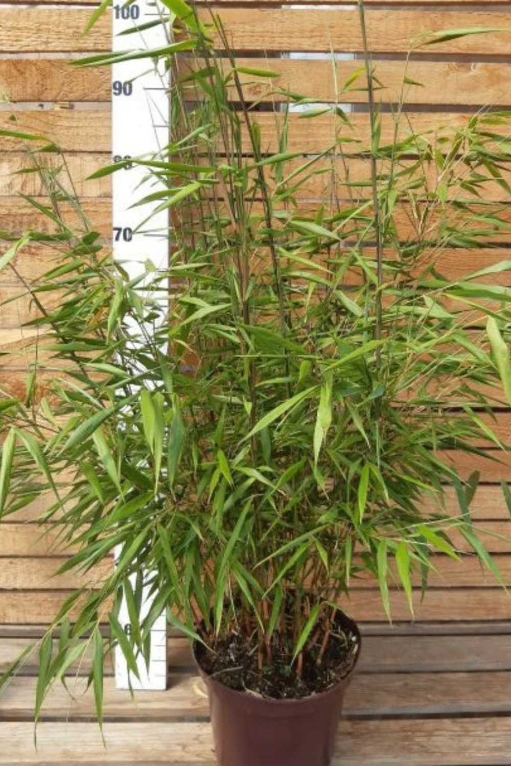 Bambou non traçant 'asian wonder' - 5l