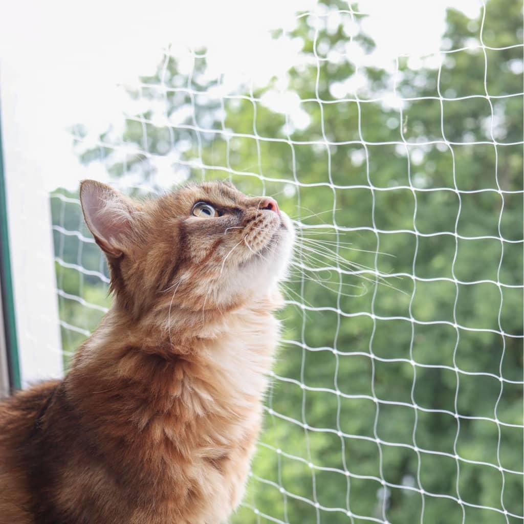 Rede de segurança para gatos