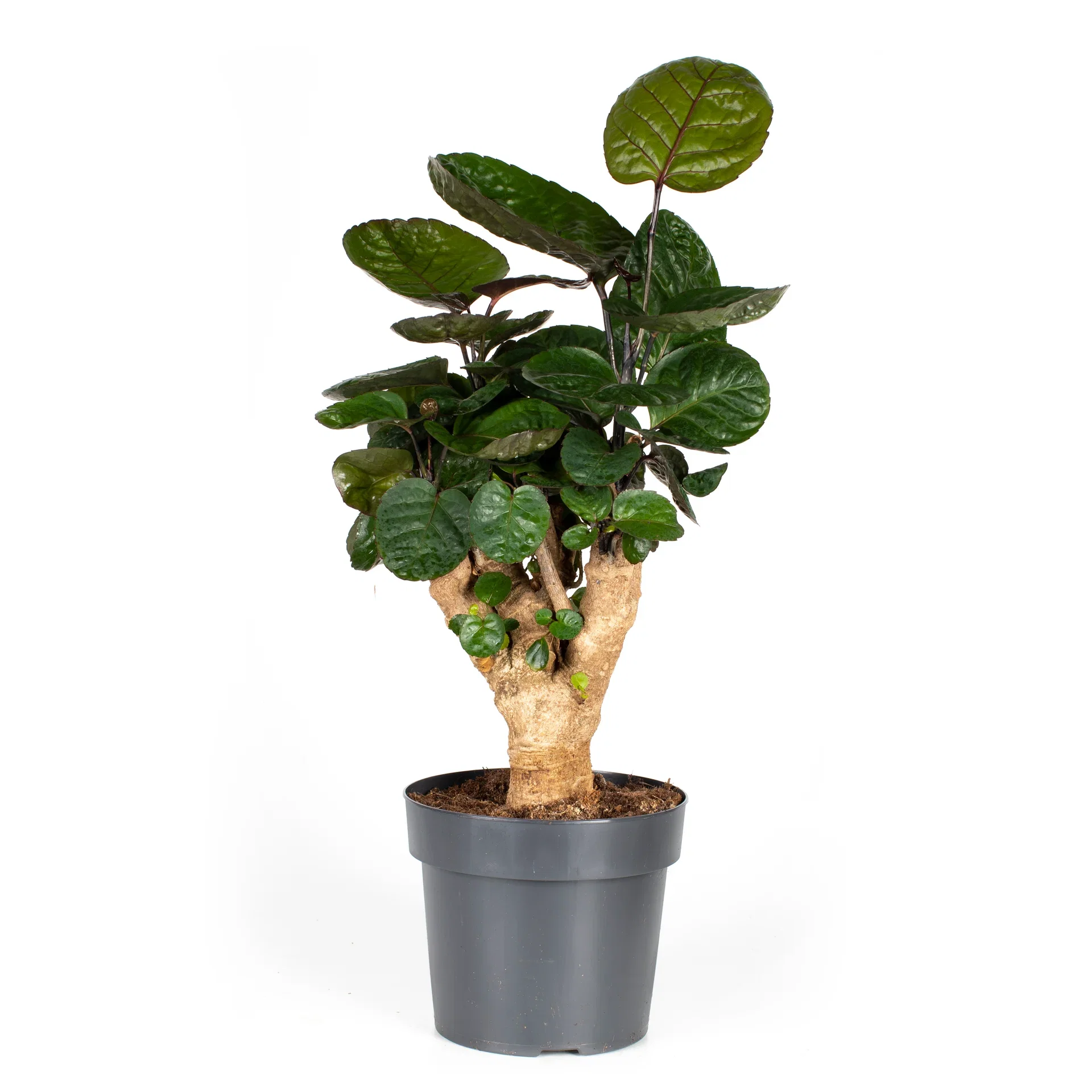 Polyscias scutellaria 'Fabian' Polyscias 'Fabian' Høyde 50 cm