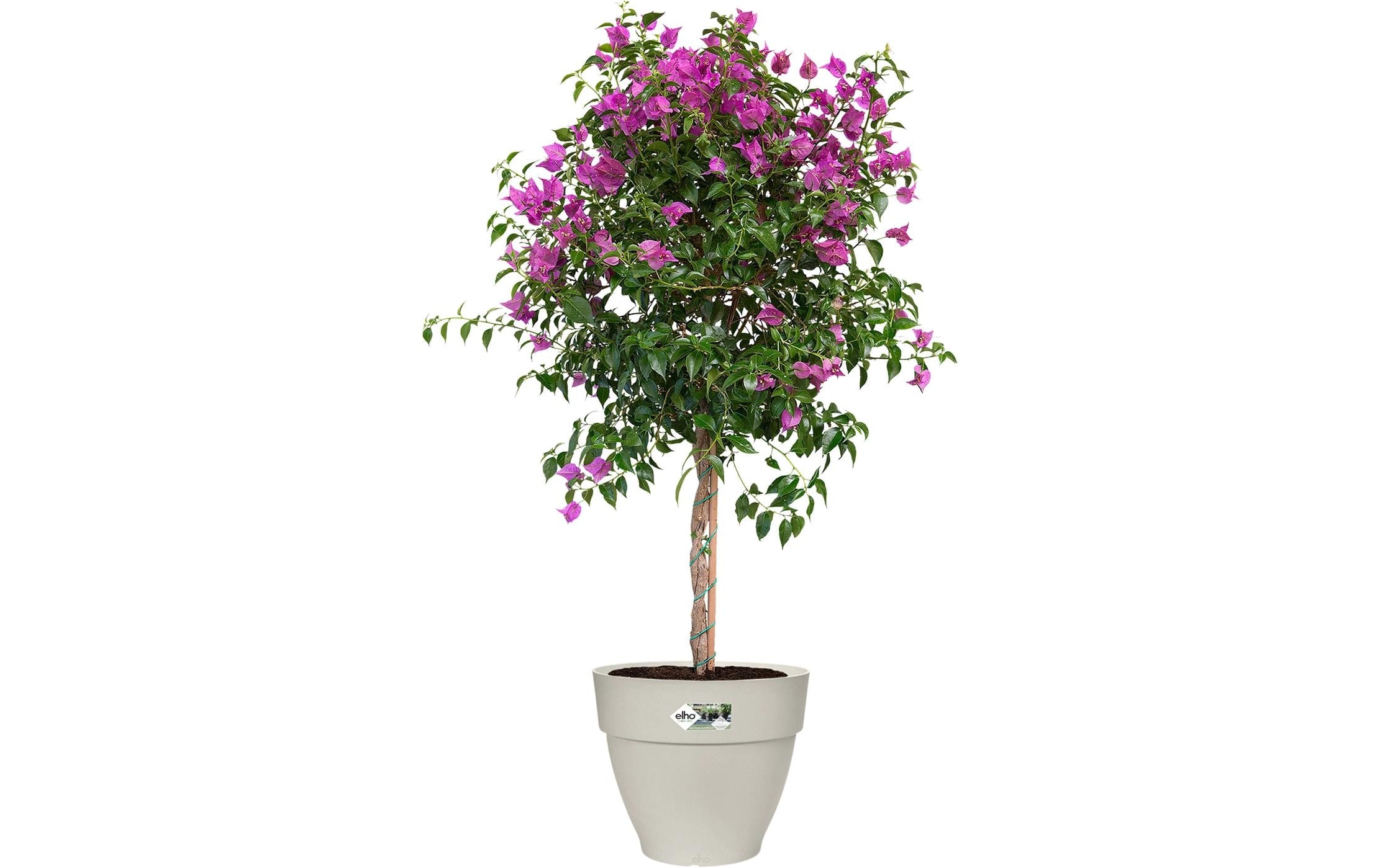 Elho Blumentopf »Vibia Campana Rund 35 cm«