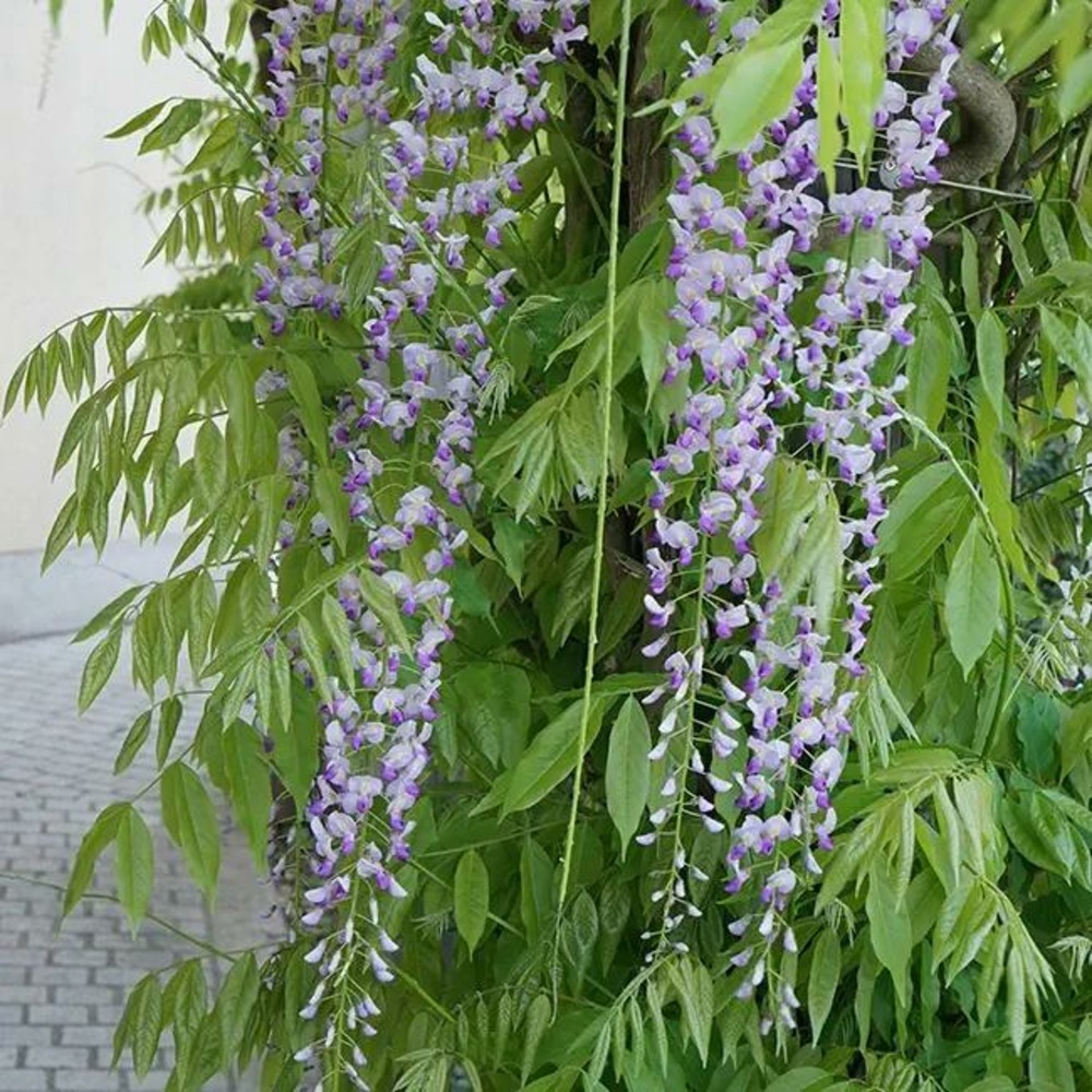 Glycine du japon 'macrobotrys' - wisteria floribunda 3l