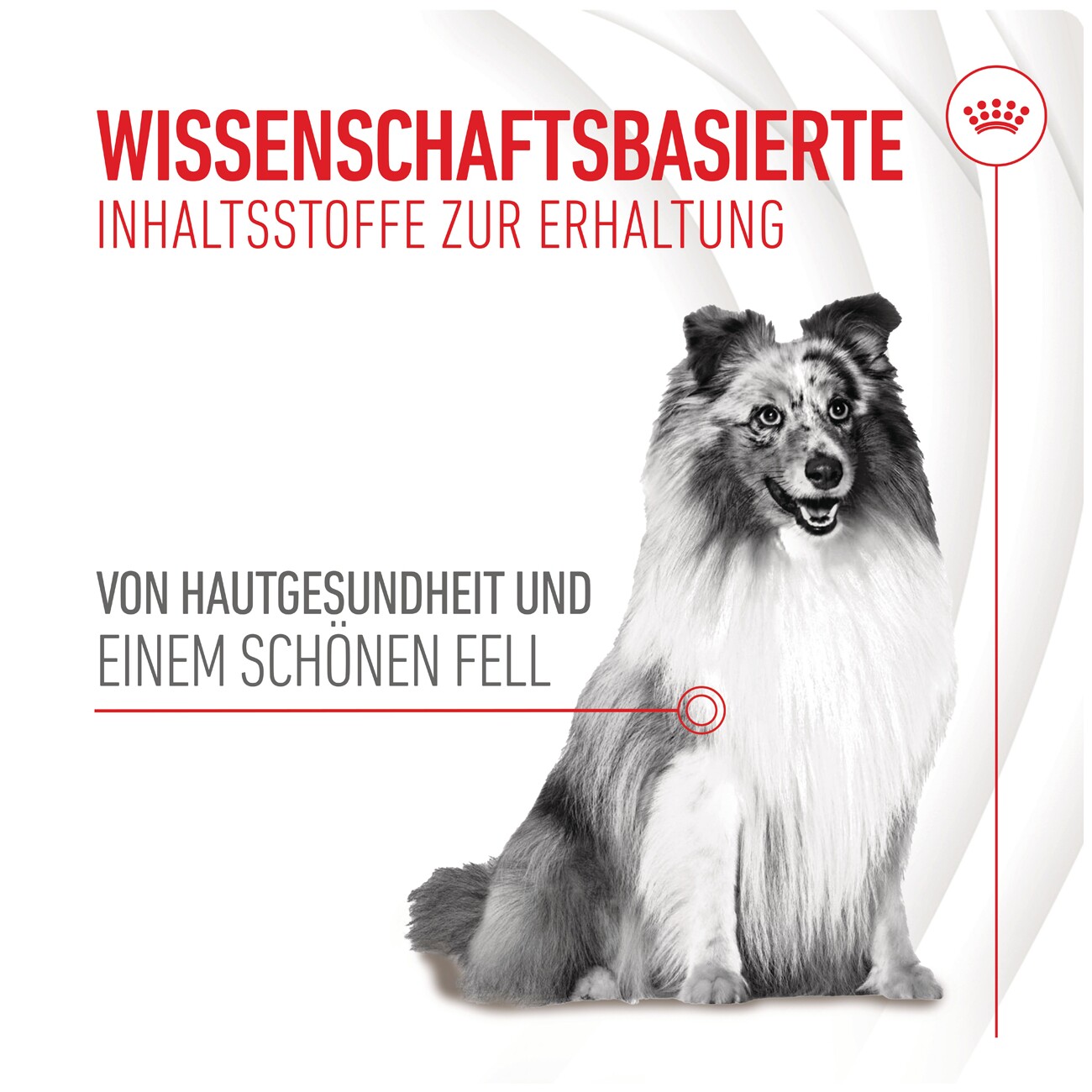 ROYAL CANIN Skin & Coat Adult Supplements Kausnacks 240 g