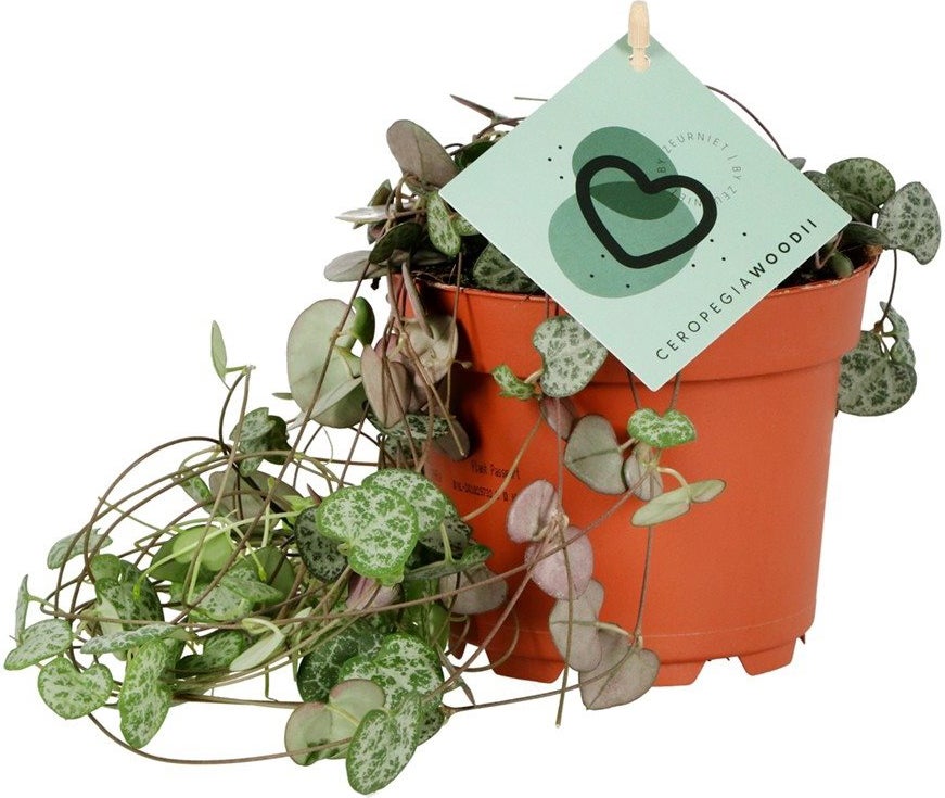 Lantaarnplantje (Ceropegia woodii) D 12 H 20 cm