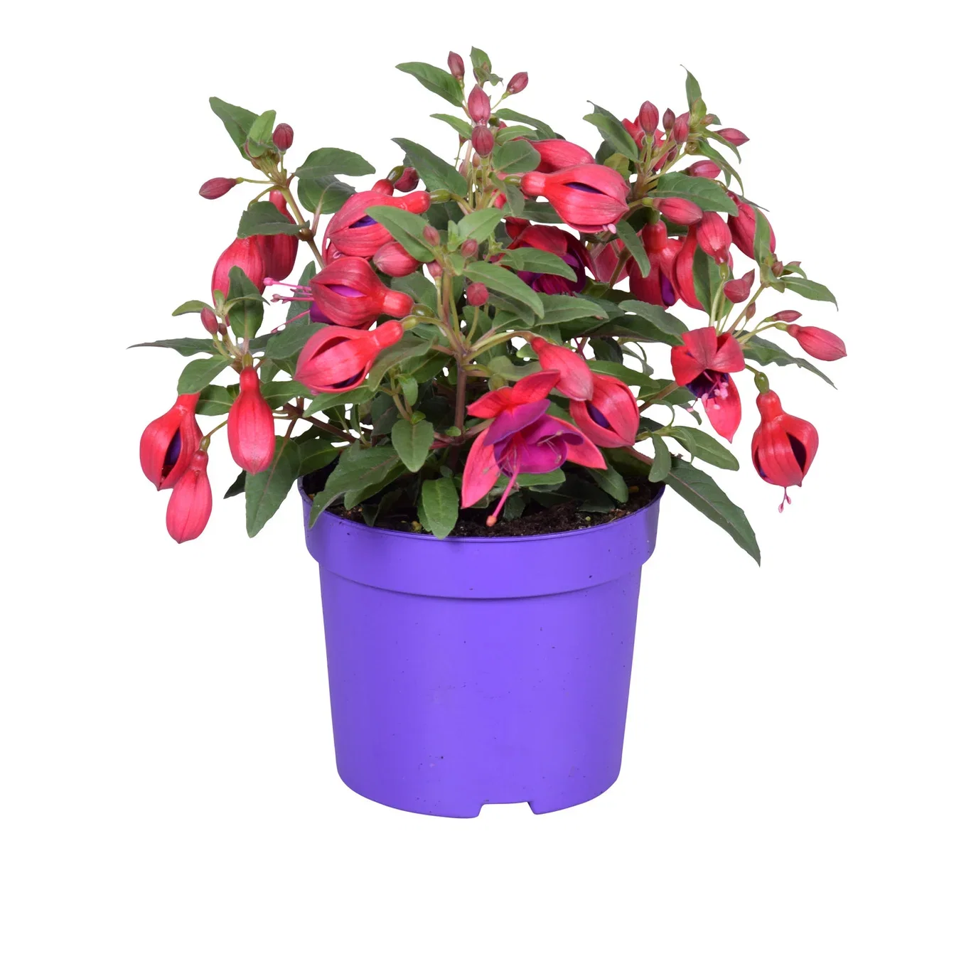 Fuchsia 'Bella' hanging 10,5 cm Fuchsia 'Bella' Ø12 cm