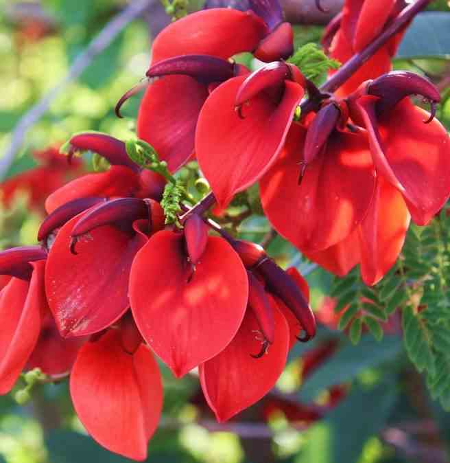 Erythrina crista-galli taille pot de 2 litres ? 10/30cm - rouge