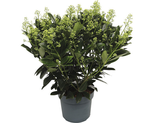 Japanse Skimmia FloraSelf Skimmia japonica 'Finchy' H 20-30 cm Co 3 L bossig