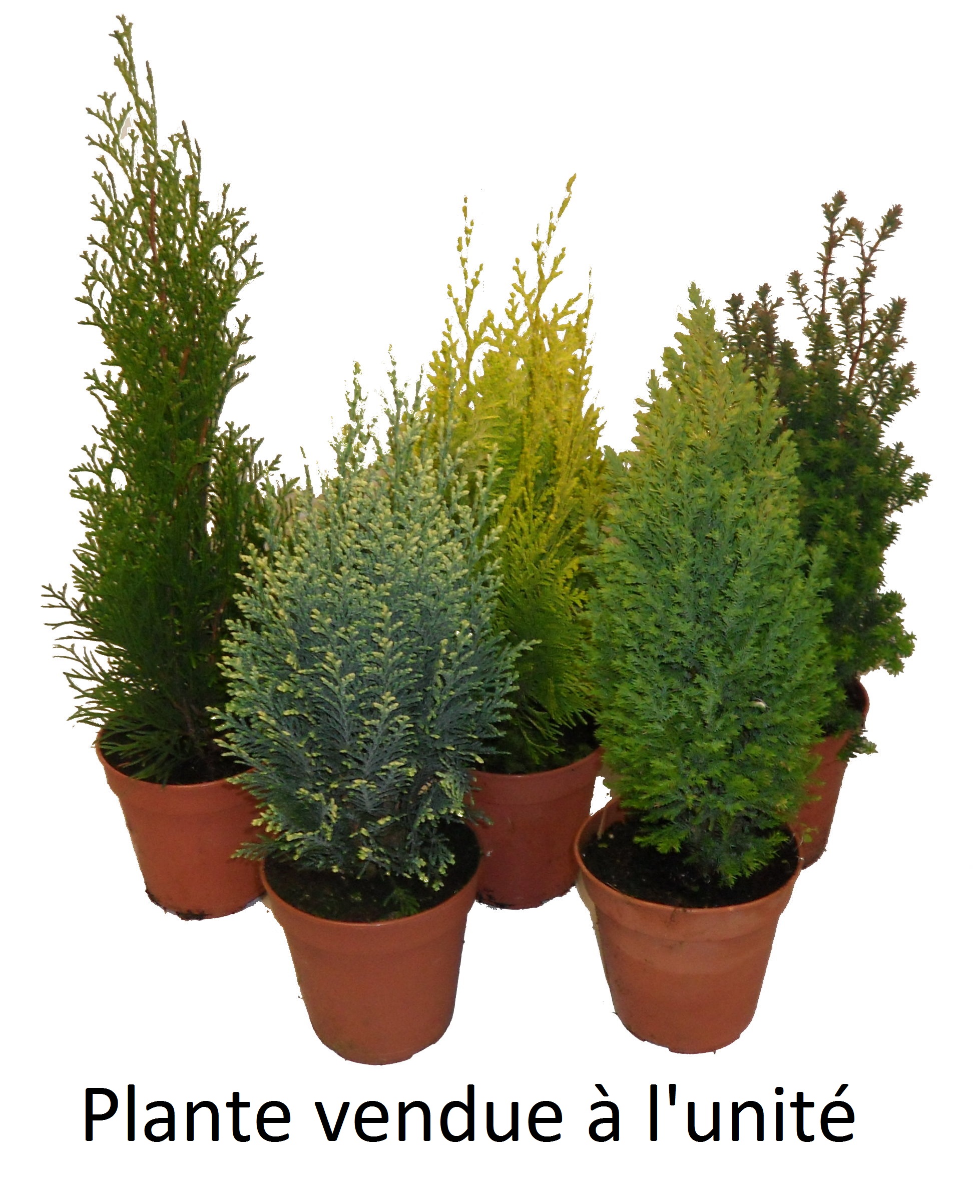 Conifere diverses variétés pot 13 cm