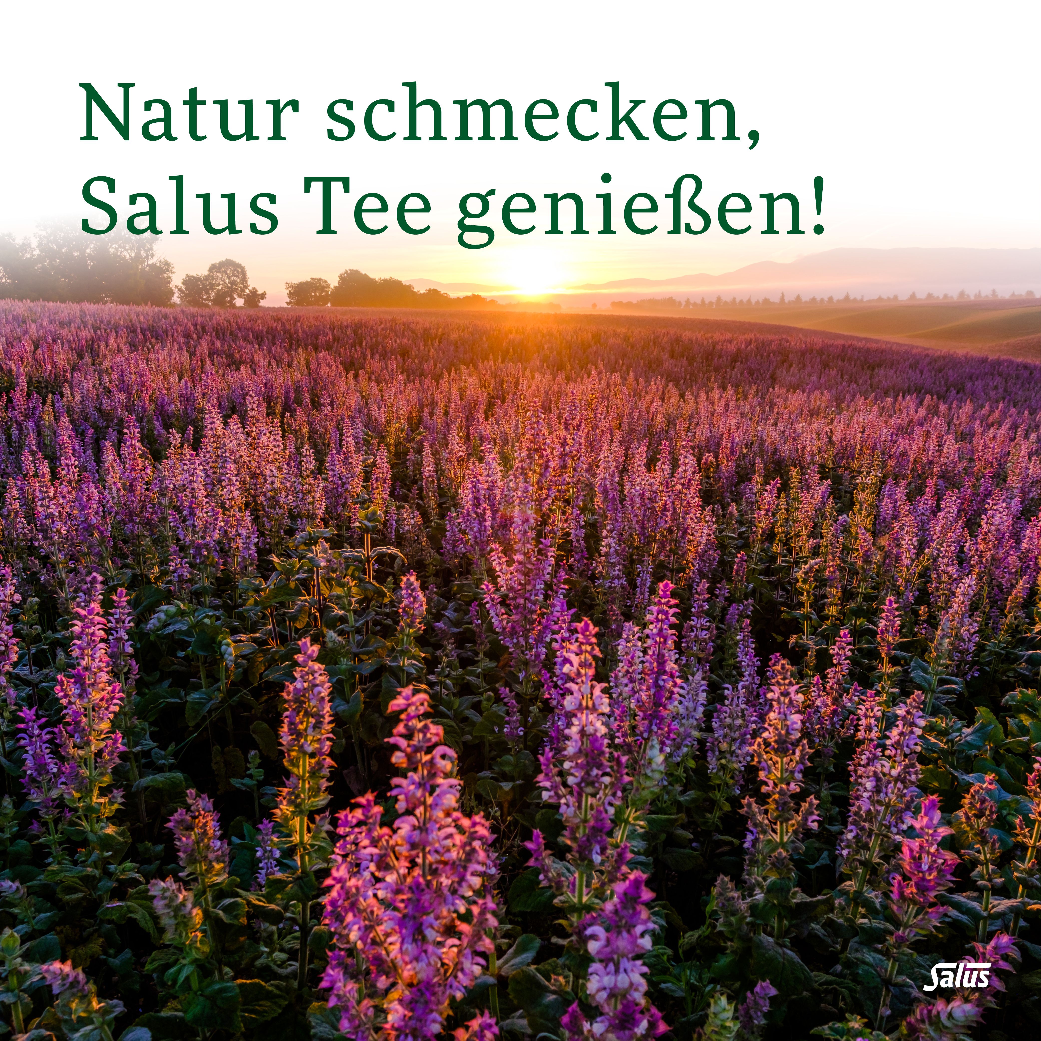 Salus® Passionsblumenkraut Tee