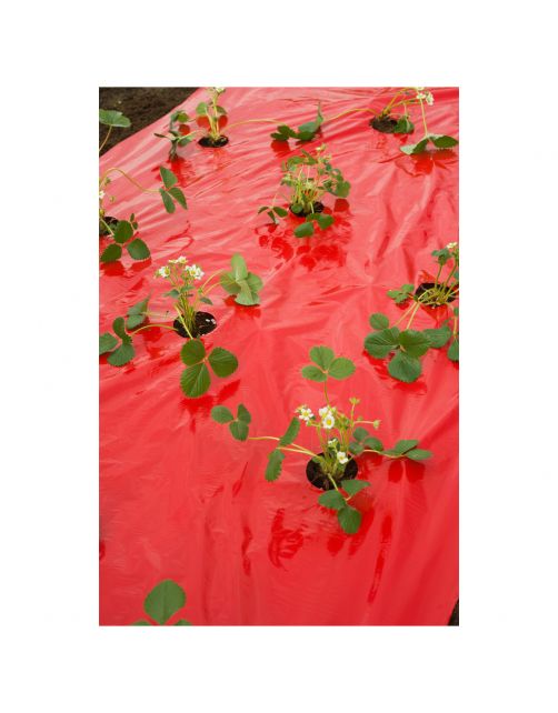 Nature Kweekfolie Aardbei - Groeifolie Gronddoek - 0.95x5 m Anti-Uv