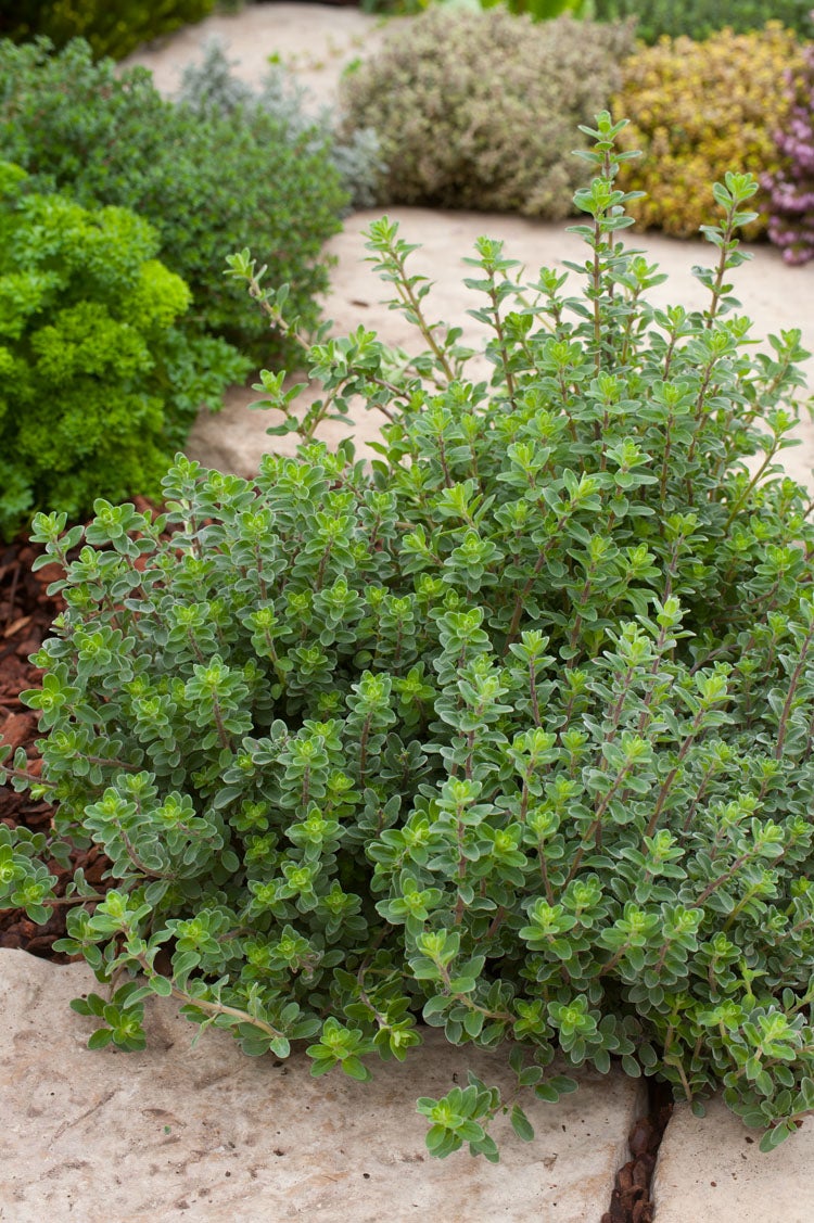 Wilde Marjolein (Origanum vulgare) D 9 H 5 cm