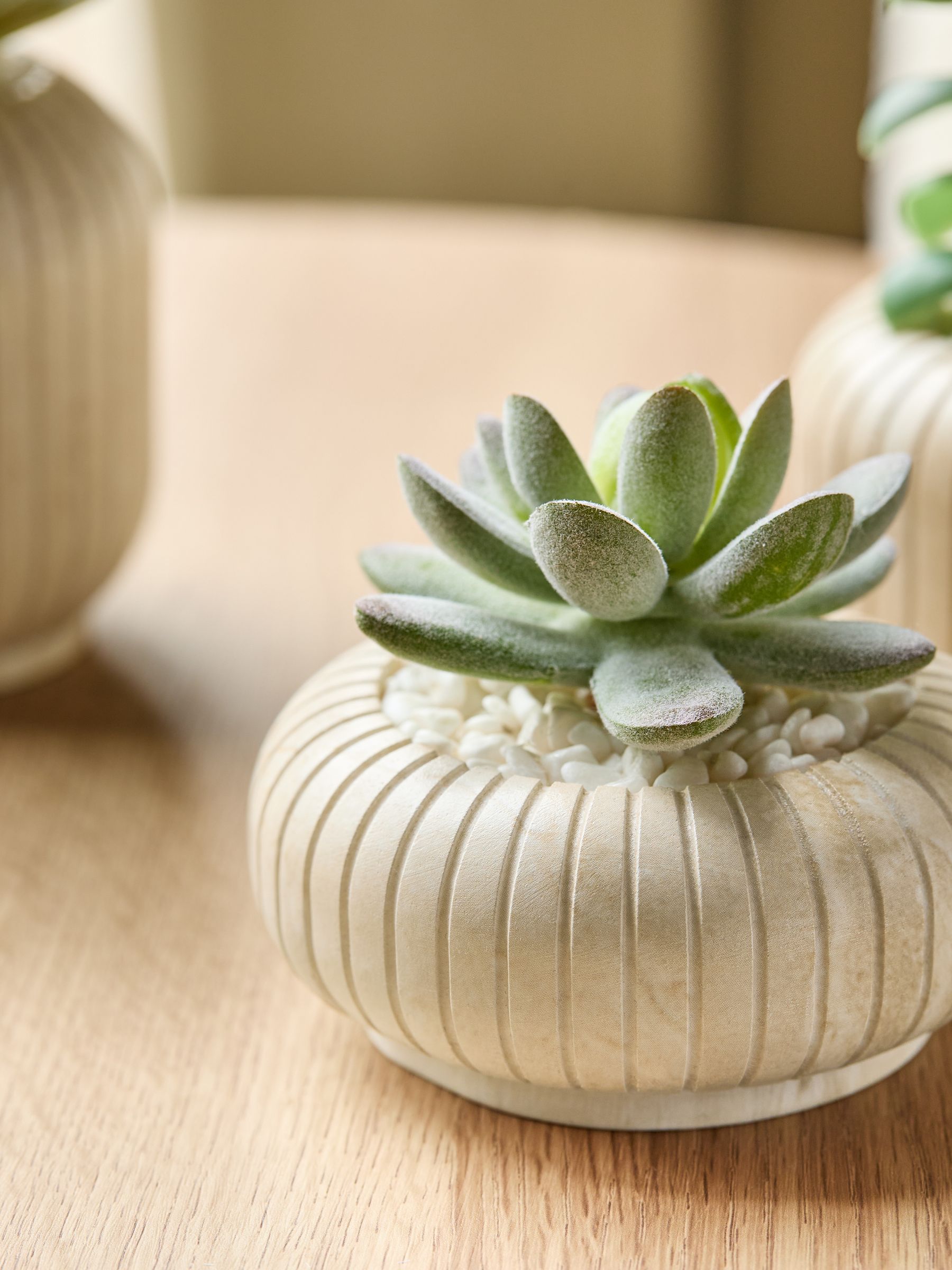 Set of 3 Succulents In Ribbed Plant Pots