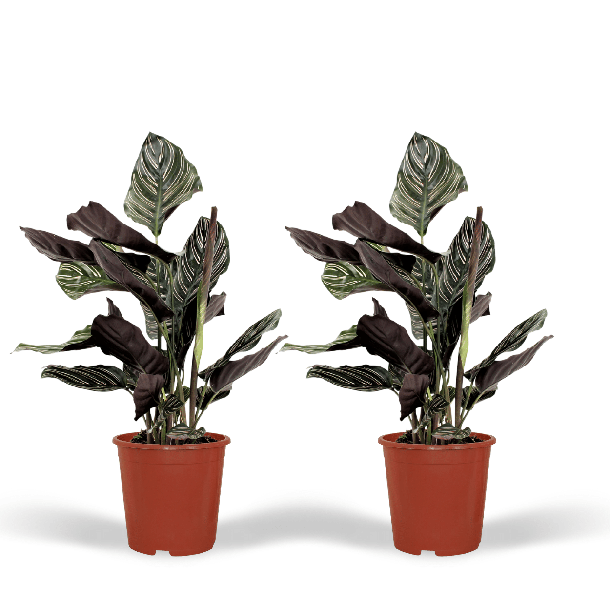 Plante d'intérieur - calathea ornata - lot de 2 50cm