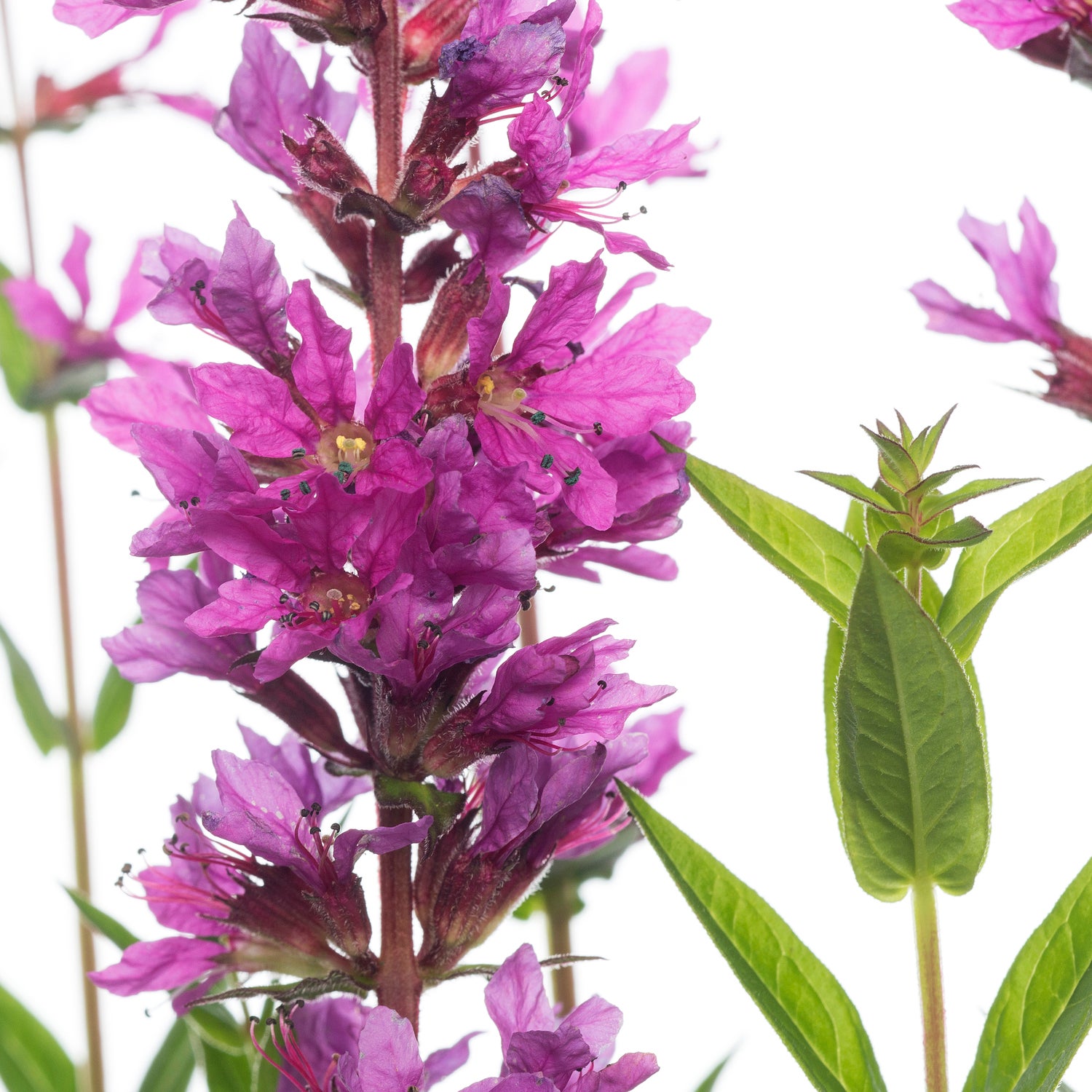 Grote Kattenstaart (Lythrum salicaria 'Robin') D 11 H 50 cm