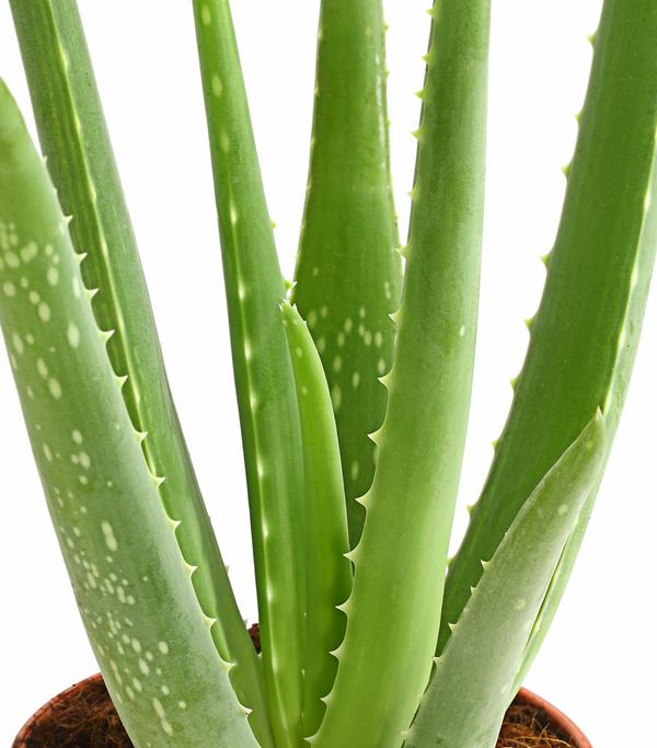 Echte Aloe - Aloe vera