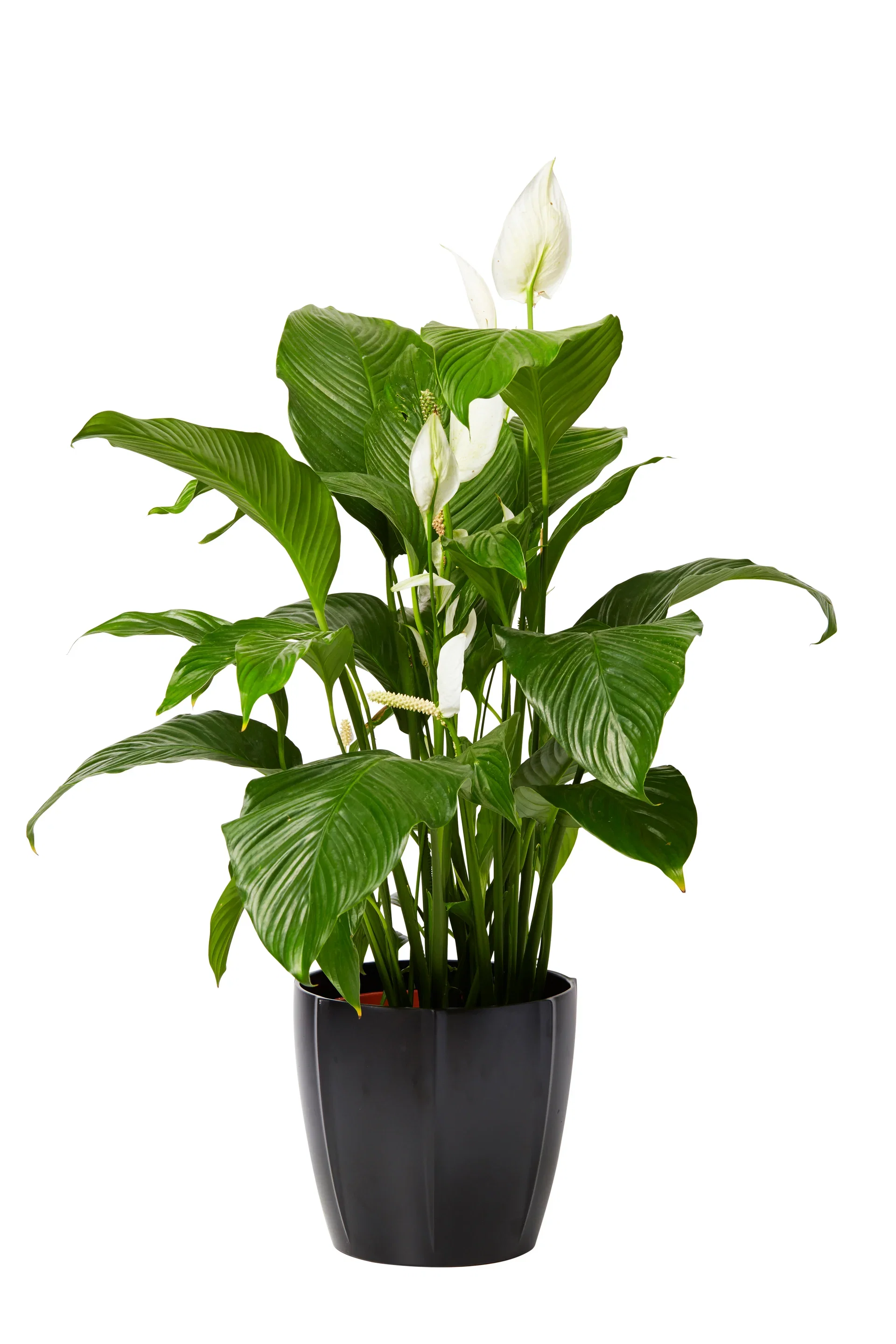 Spathiphyllum 'Sweet Lauretta' Fredslilje Høyde 100 cm