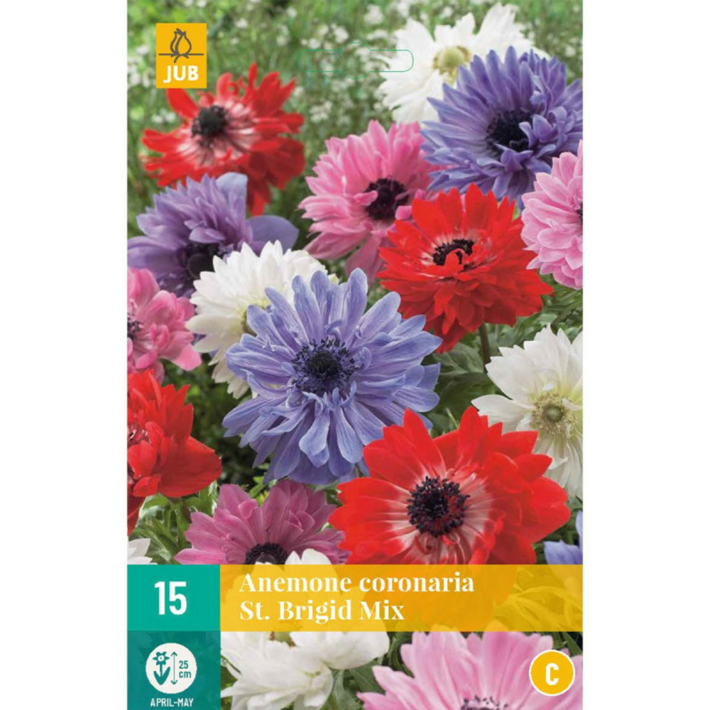 Mix de 15 anémones coronaria st brigid