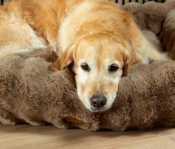 Scruffs Hundebett Alpine Box Bed