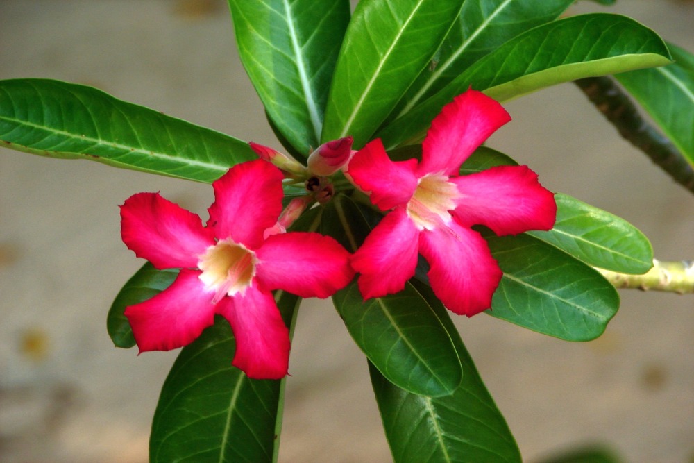 Jardin dans le sac - rose du désert - 8 graines - adenium obesum