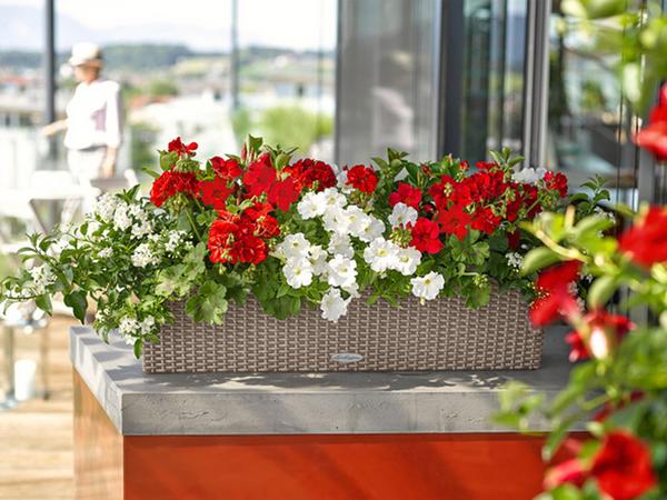 LECHUZA® Kunststoff-Kasten Balconera Cottage,