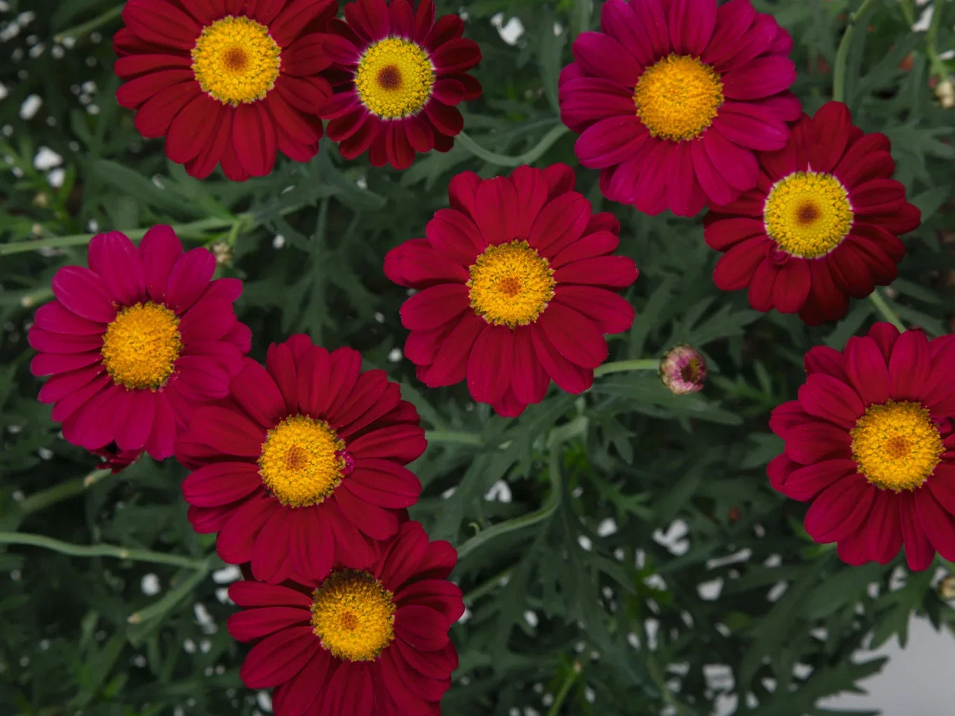 Argyranthemum Margerit stikling Ø6 cm