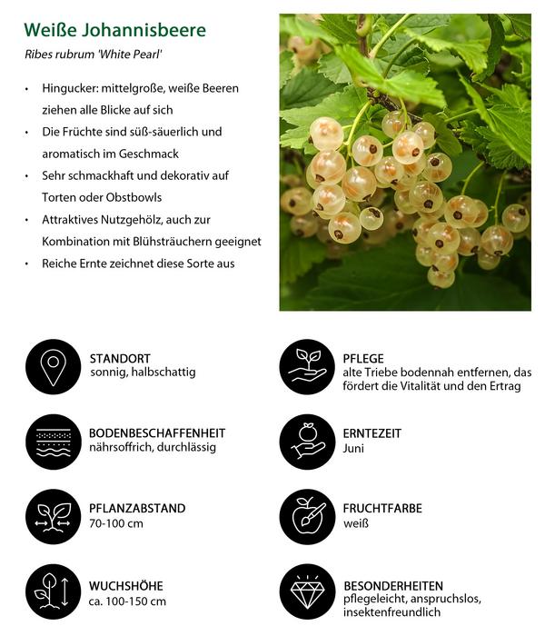 Johannisbeer-Set Sommerbeeren, 3-teilig