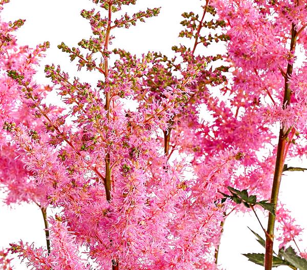 Prachtspiere, Astilbe, verschiedene Sorten