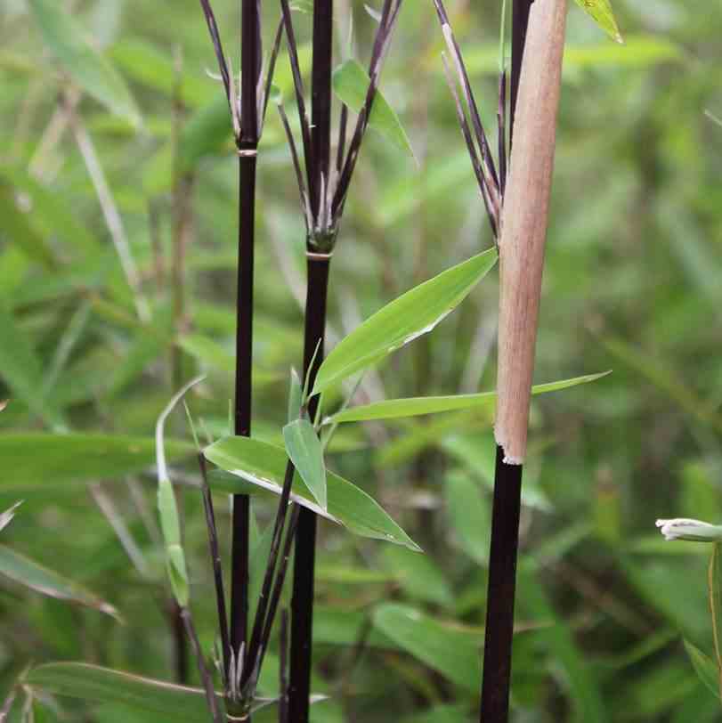 Fargesia nitida 