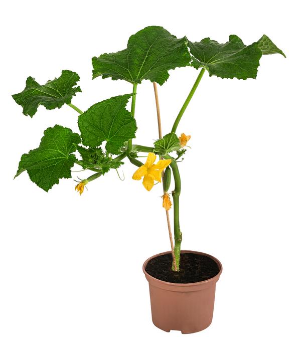 Mini Schlangengurke