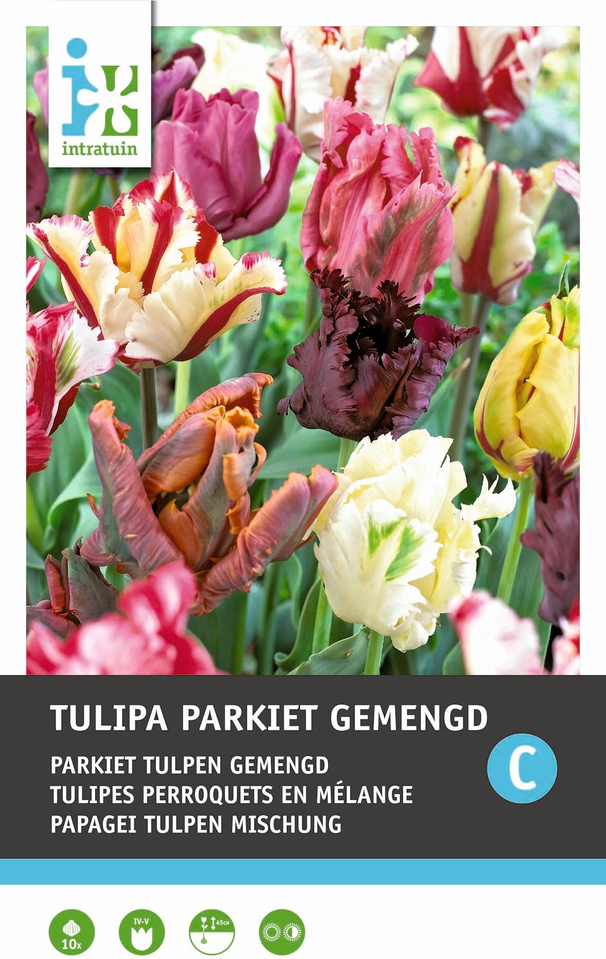 Intratuin bloembollen Parkiettulp (Tulipa 'Parrot') gemengd 10 stuks