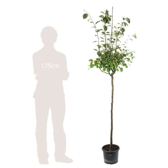 Cognassier: ½ tige, 4-5 ans, H 170-180 cm