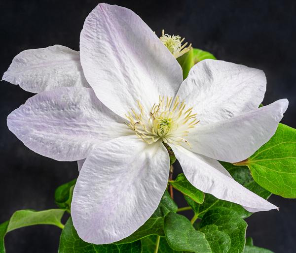 Waldrebe - Clematis
