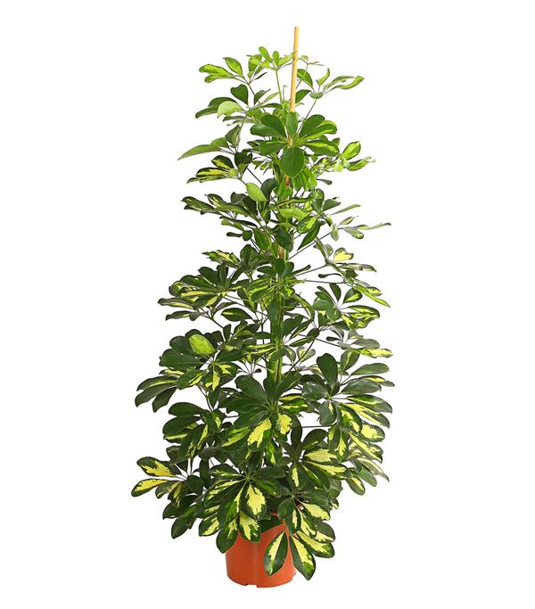 Strahlenaralie - Schefflera arboricola