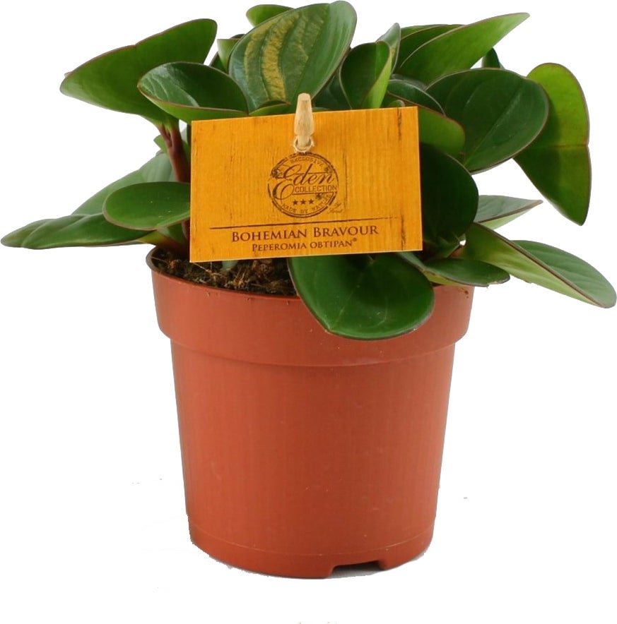 Peperomia (Peperomia obtusifolia 'Obtipan') D 10,5 H 15 cm
