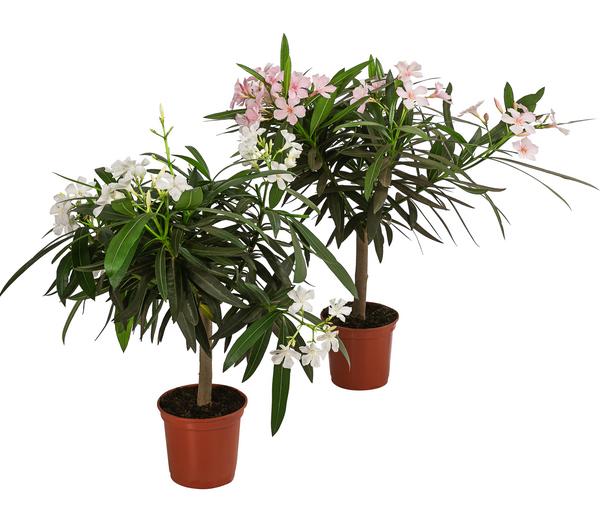 Oleander, Stämmchen, verschiedene Farben