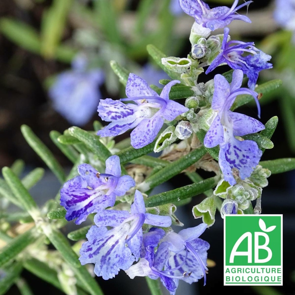 Romarin corse rampant bio/rosmarinus corsican prostatus[-]lot de 9 godets