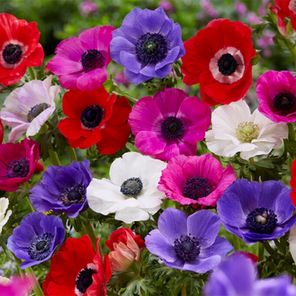 Bloomique – Mix van 50 – Anemone De Caen – Tuinanemoon – Kleurenmix – Bloembollen – Voorjaarsbloeier – Vaste planten – Wordt 20–25 cm hoog