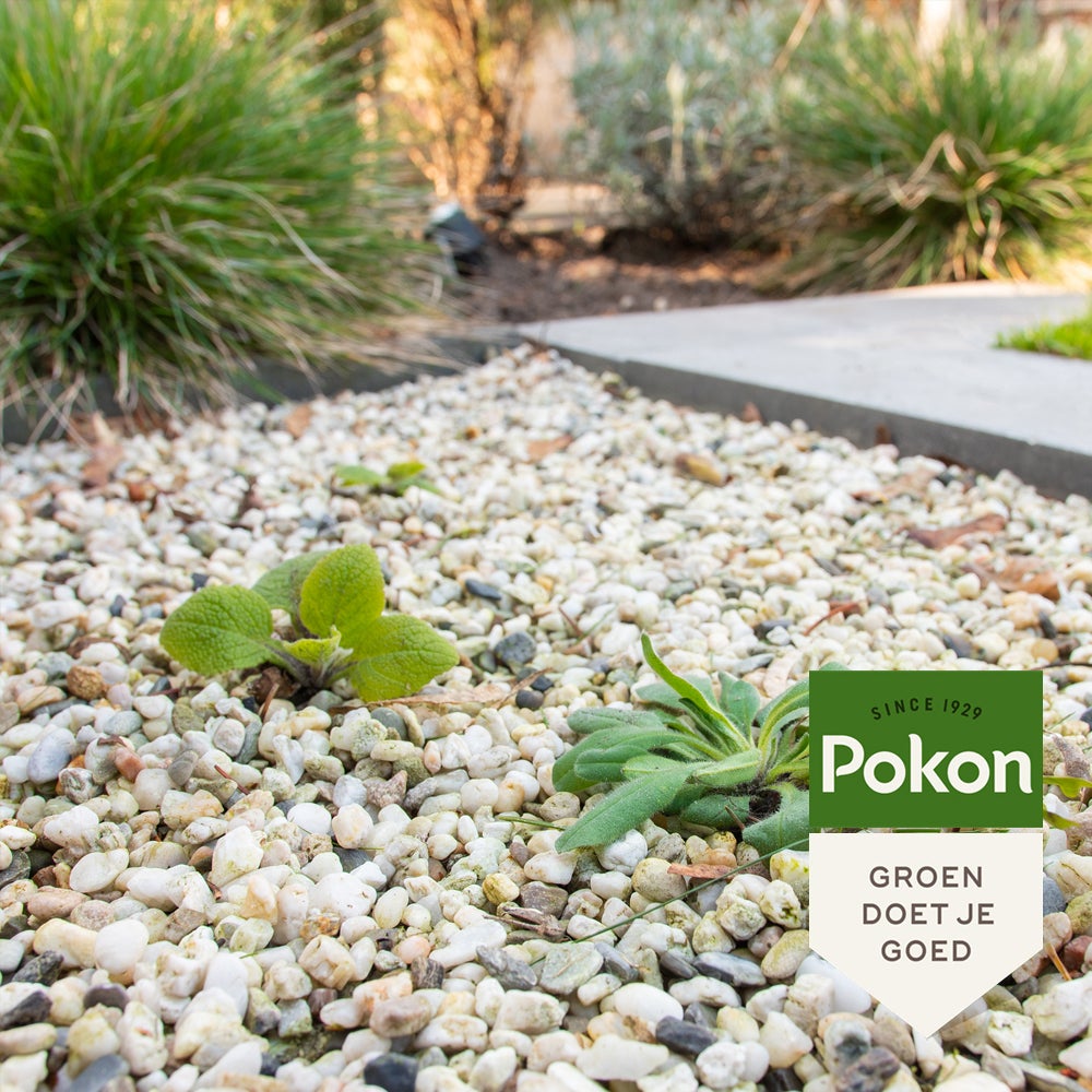Pokon Tegen Onkruid concentraat 225 ml
