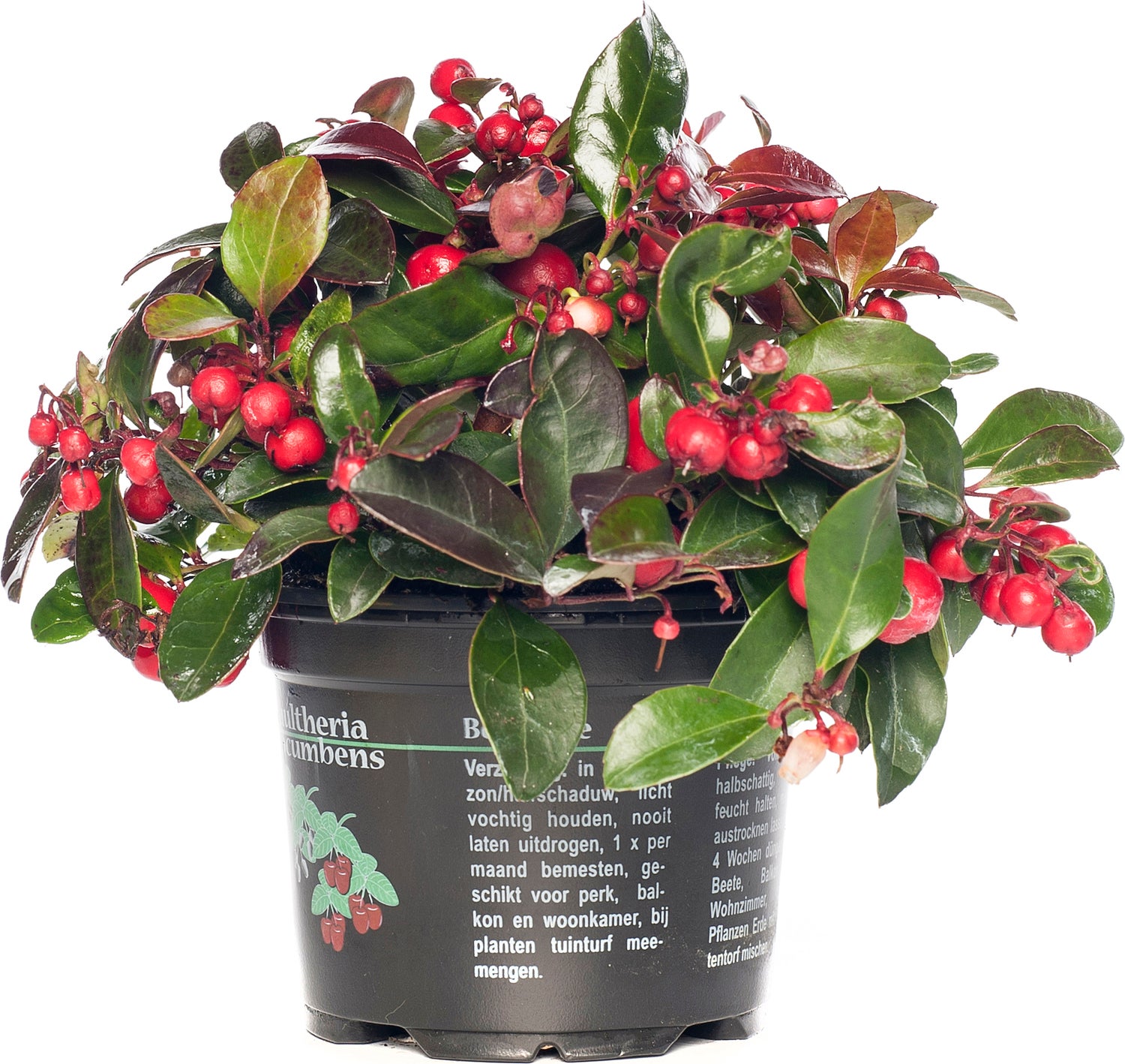 Bergthee (Gaultheria procumbens) D 13 H 10 cm