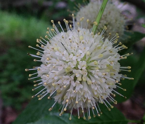 Knopfbusch