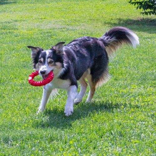 Anel de brinquedo Ferplast vermelho para higiene dental de cães